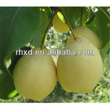 wholesale asian pear with great price